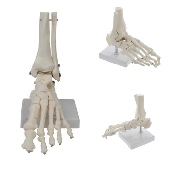1:1 Liels Medicīnas Cilvēka Skelets Kāju Kauli Anatomija Modelis Pēdu un Potīti, Ar Stobra Kaulu Anatomijas Modelis Grays Anatomija Vairumtirdzniecība