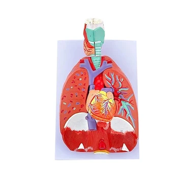Anatomijas Plaušu Modelis, Cilvēka Plaušu Anatomija Modelis Slimību Mācīties Medicīnas Lekciju Ziņojumu, Dzīves Izmēra Plaušu Modelis Anatomija