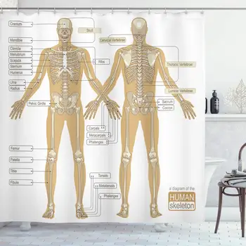 Cilvēka Anatomija Dušas Aizkaru, Diagrammu, Skeleta Sistēma ar Nosaukumu Galvenās Daļas Ķermeņa Locītavas Attēlu, Poliestera Aizkari Vannas istaba