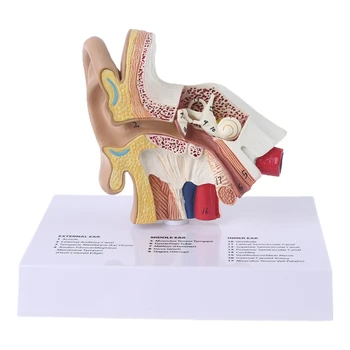 G5AA 1,5 Reizes Dzīves Izmēra Cilvēka Auss Modelis Zinātniskās Anatomijas Mācību Piederumi Anatomijas Studiju Displejs Profesionālo Skolu Rīks