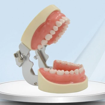 G5AA Zobu Modeļa Mācību Modelis, Mīksts Gumijas Noņemams 32 Zobi, par Zobārstniecības Studentiem