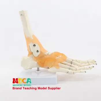 Kāju locītavu potītes locītavu modelis pēdas kaulu, saišu modelis cilvēka pēdas kaula skelets medicīnas mācību MJG004