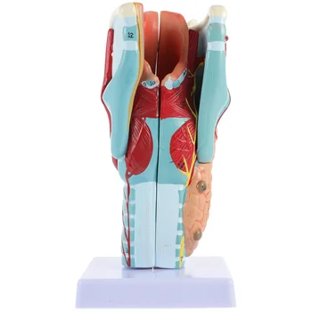 Laryngeal Modelis Laryngeal Modelis Laryngeal Modeli Cilvēka Anatomijas Mācību Modelis