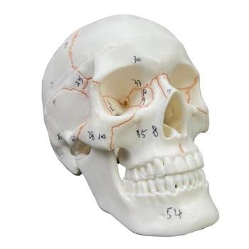 Numurētas Cilvēka Galvaskausa Modeli Dzīves Izmēra Pieauguša Cilvēka Anatomija Galvas Skelets Modelis