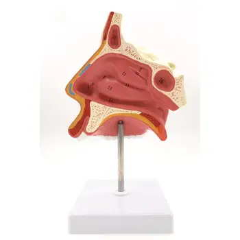 PVC Modelis Anatomijas Deguna Dobumā, Elpošanas Sistēmas Modelis Bioloģijas Modeļa Medicīnisko Orgānu Mācību materiāli